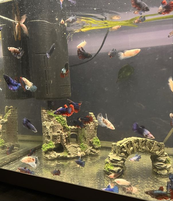 Acvariu JUWEL + pesti betta