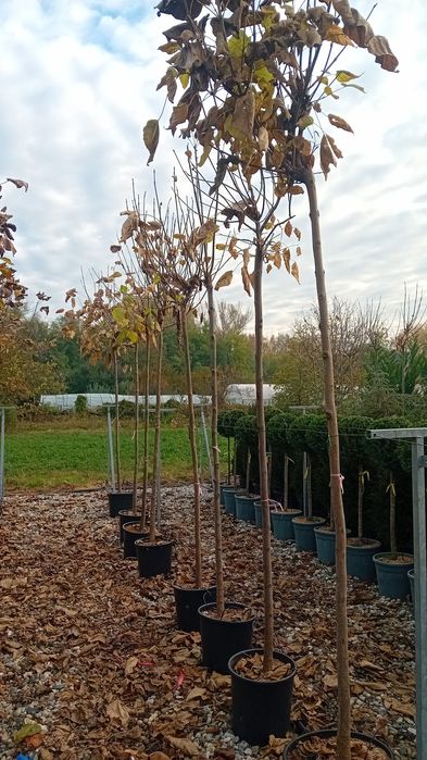 Vând catalpa globulară