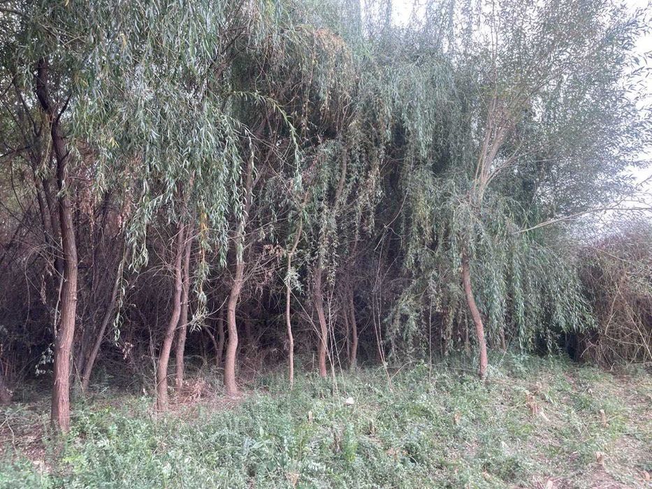 Мажнунтол кучатлари.