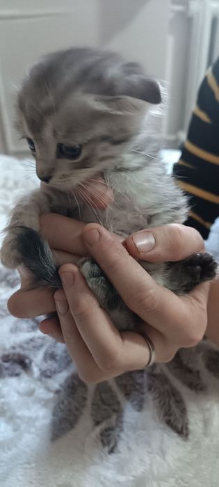 Котята вислоухие