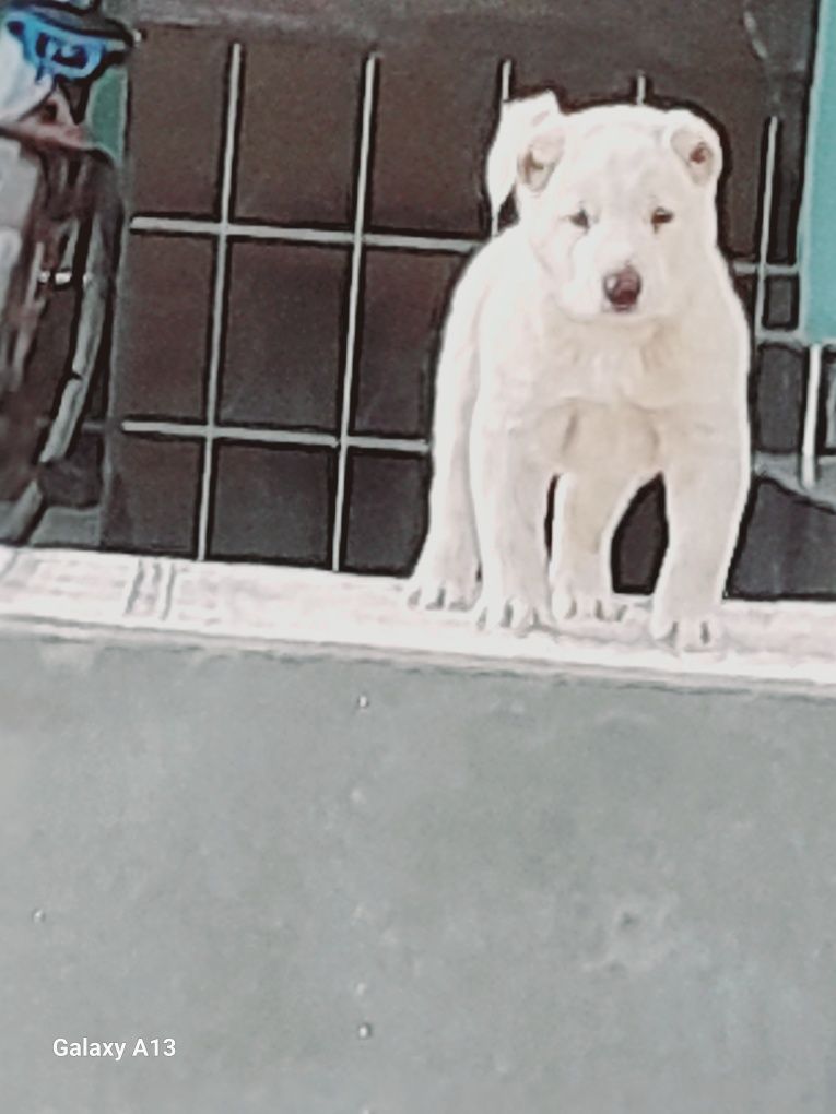 Alabay bolasi sotiladi