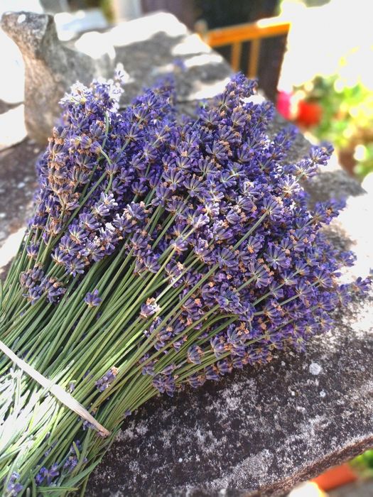 Разсад лавандула