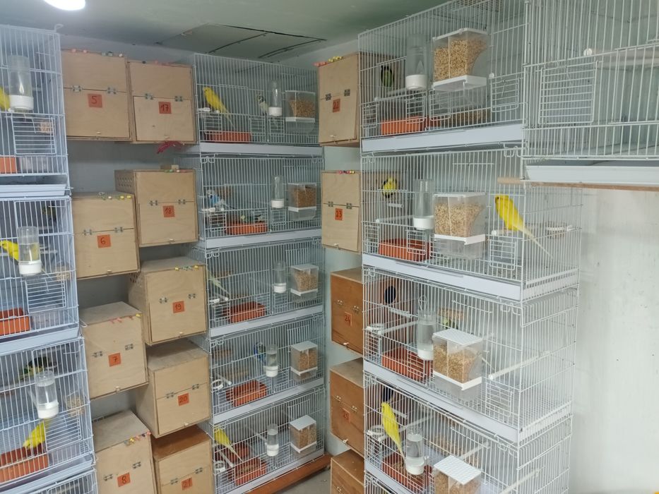 Papagali Perusi blanzi,deosebiti, sanatosi,culori diverse