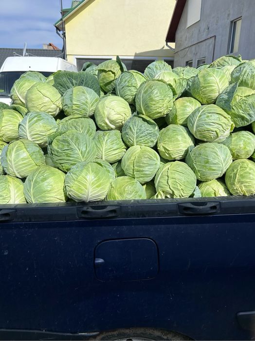 Vand varza pentru murat si porumb productie 2025