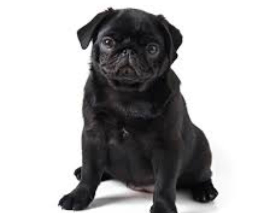 Кобель мопса на вязку