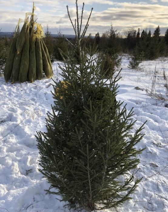 Живые новогодние ели оптом