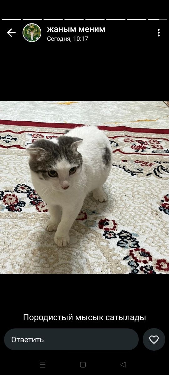 Продается кошка шотландец