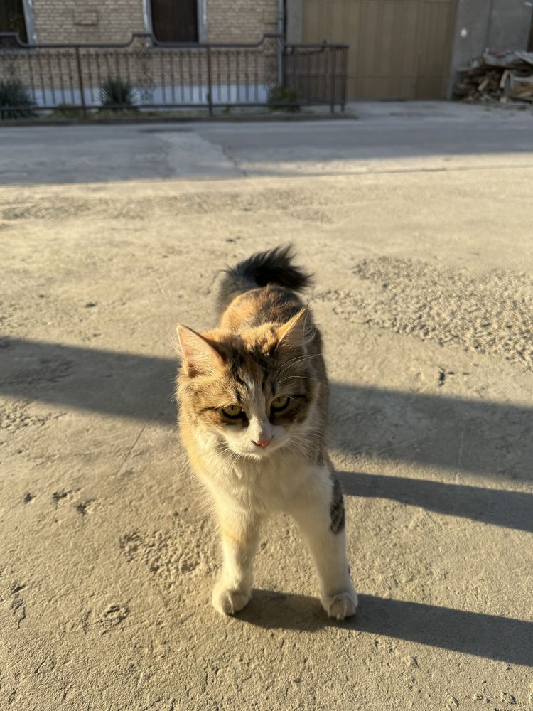 Отдам бесплатно кошечку