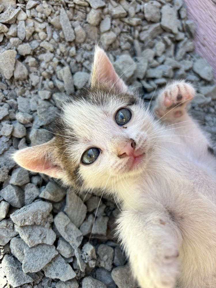 Pisică spre adopție
