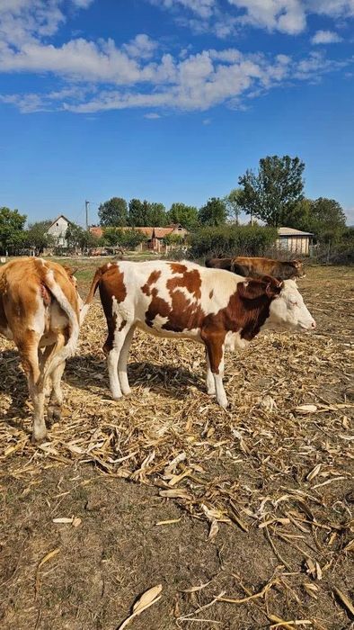 Vand doua vițele baltate