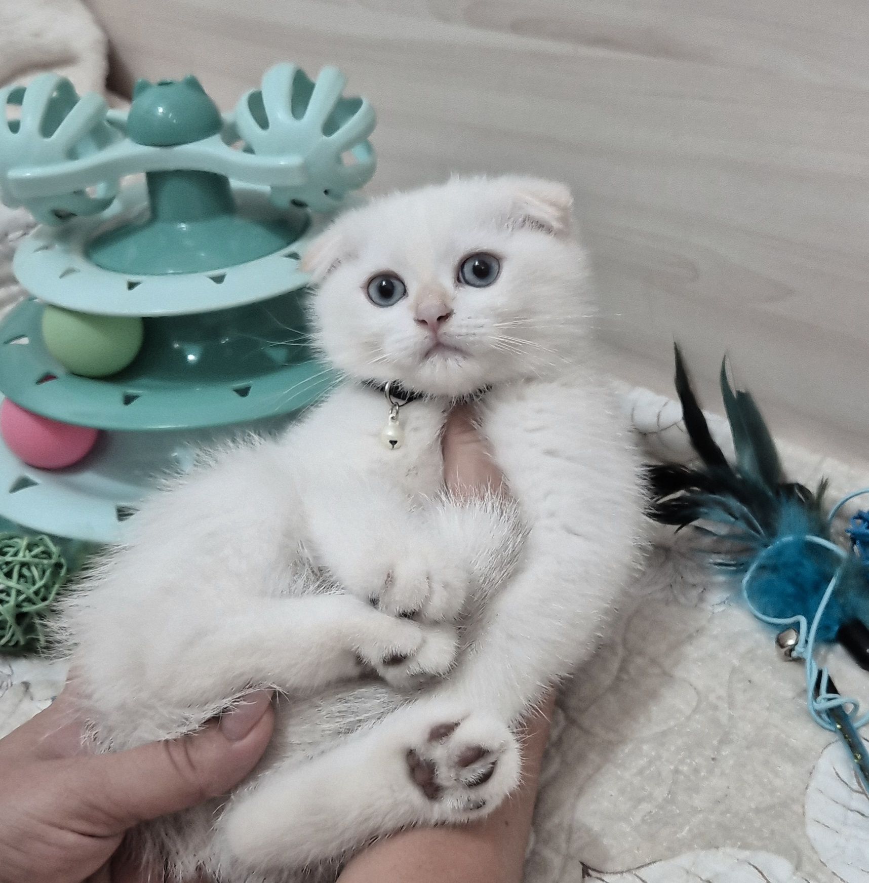 Шикарная девочка шиншилла