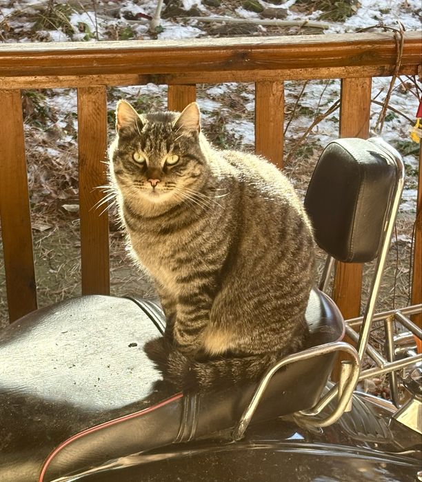 Толстый и ласковый кот Юрка