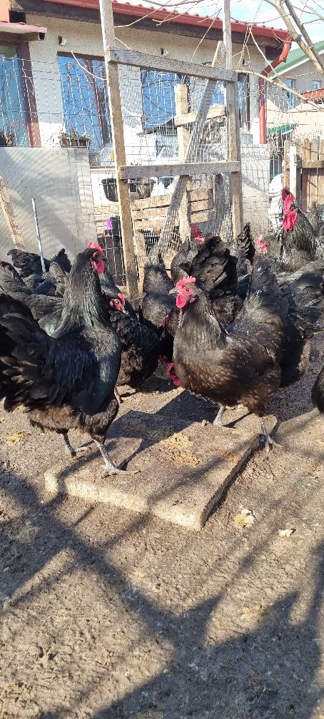 Pui de rasa Rhode island,australorp,marans,wyandotte