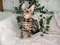 Vand motanel Bengal cu pedigree