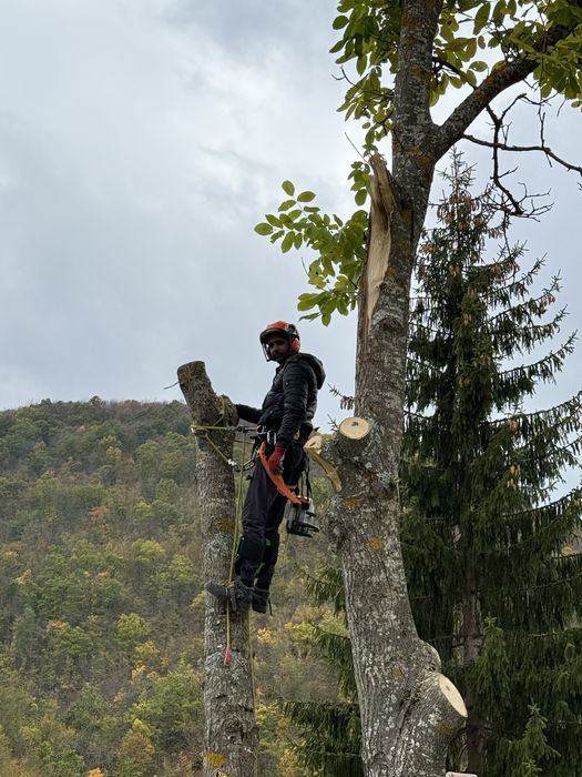 Рязане на опасни дървета в половин България / Арборист / Arborist /