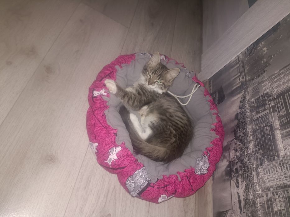 Отдам кошечку в хорошие руки