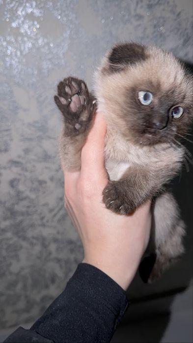 Кошечка 2,5 месяцев