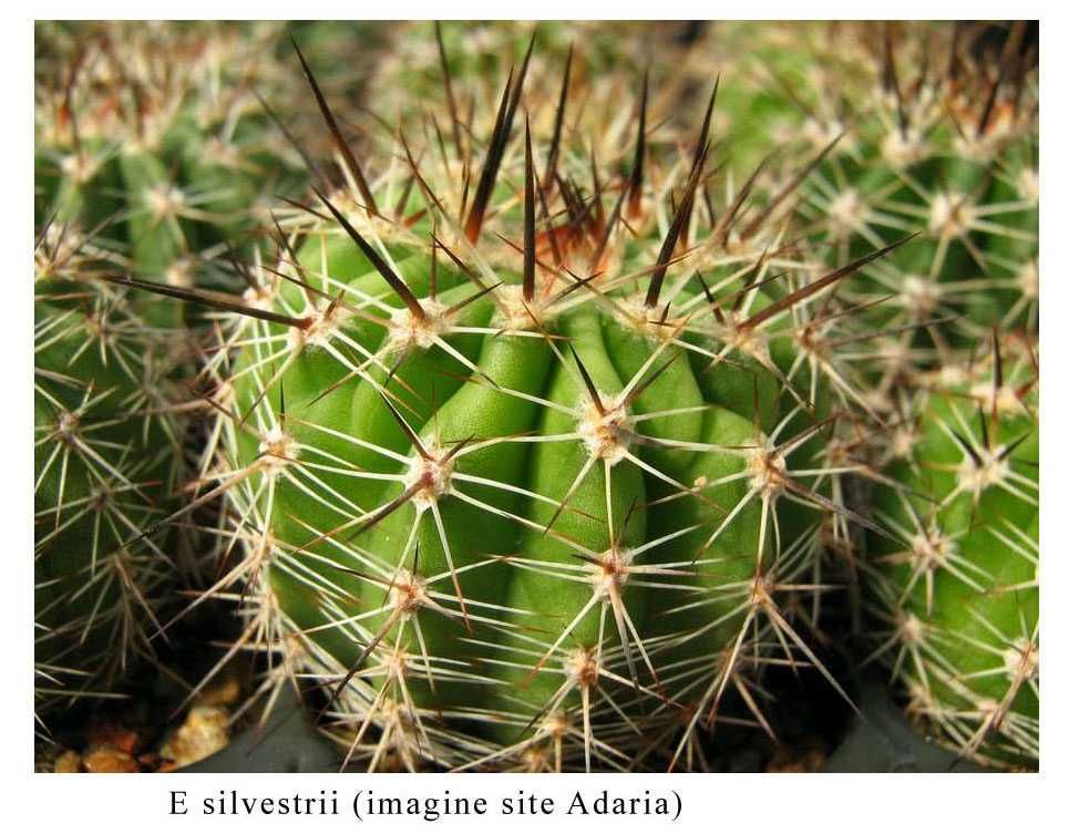 Vand pui cactus Echinopsis Silvestrii din planta de crescatoria Adaria