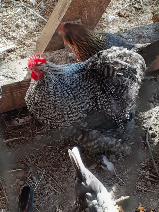 Vând  cocos uriaș cochinchina pitic