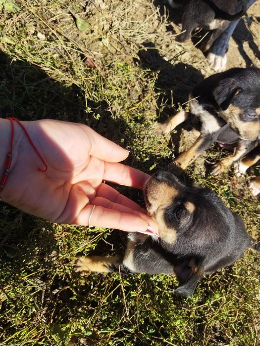 Spre adopție acești cățeluși
