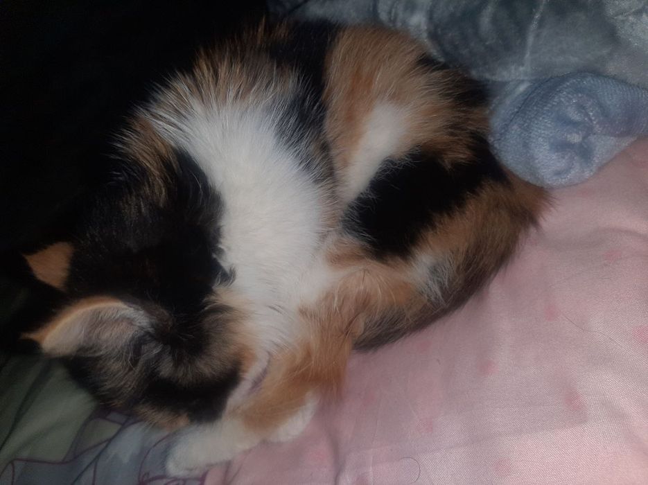 Отдам котят только добрым