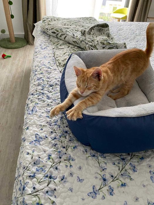Adoptie pui motan 5 luni, deparazitat, vaccinat