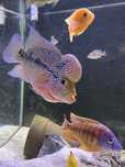 Pesti tropicali
