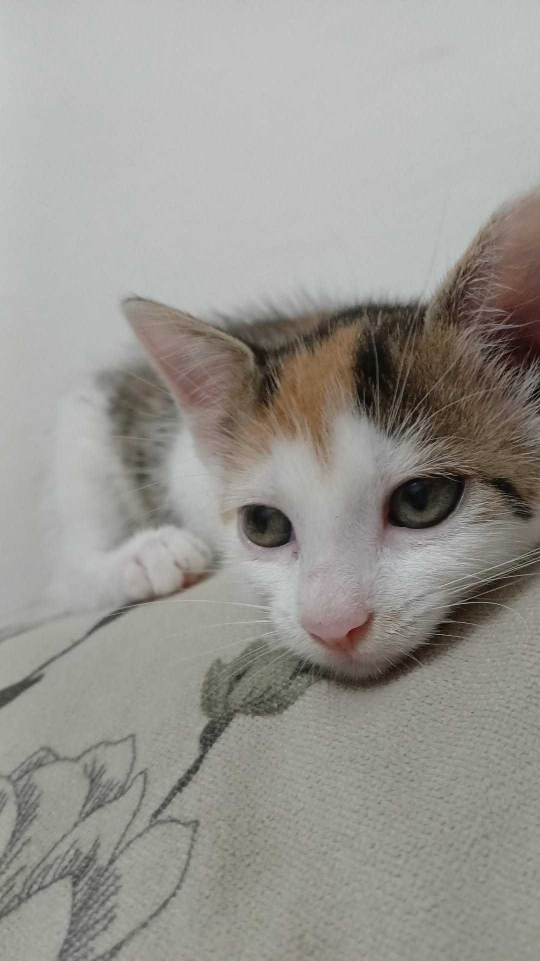 O minune pufoasă își caută o familie iubitoare