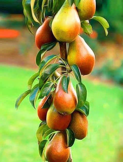 Pomi fructiferi columnari