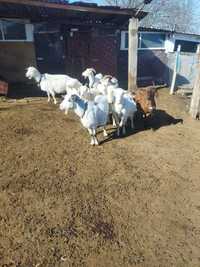 Продавам прясно мляко козе и сирене и козе създърма, продавам и кози