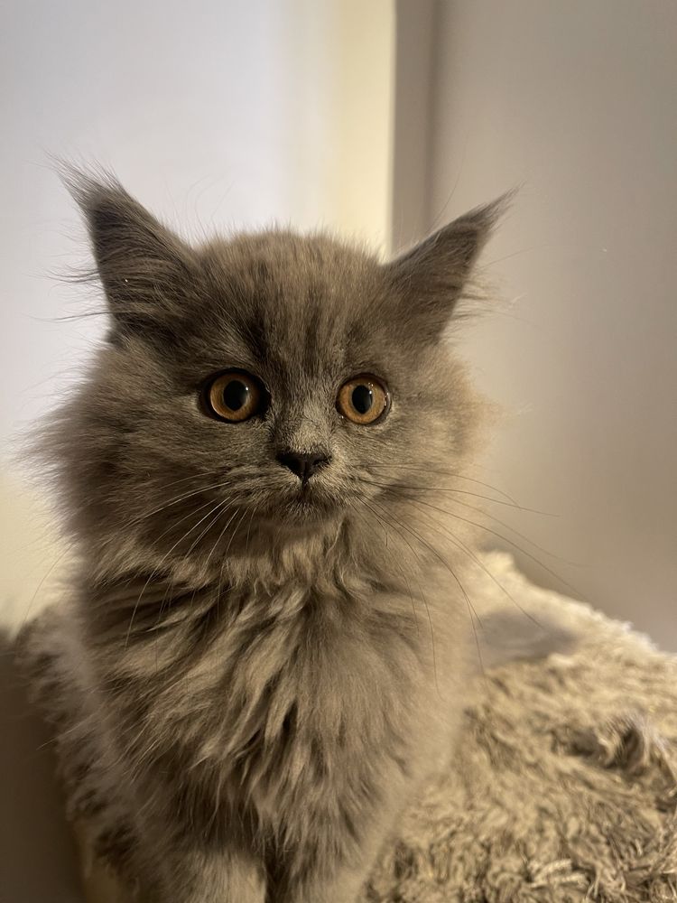 Pisici Scottish Fold/ Straight