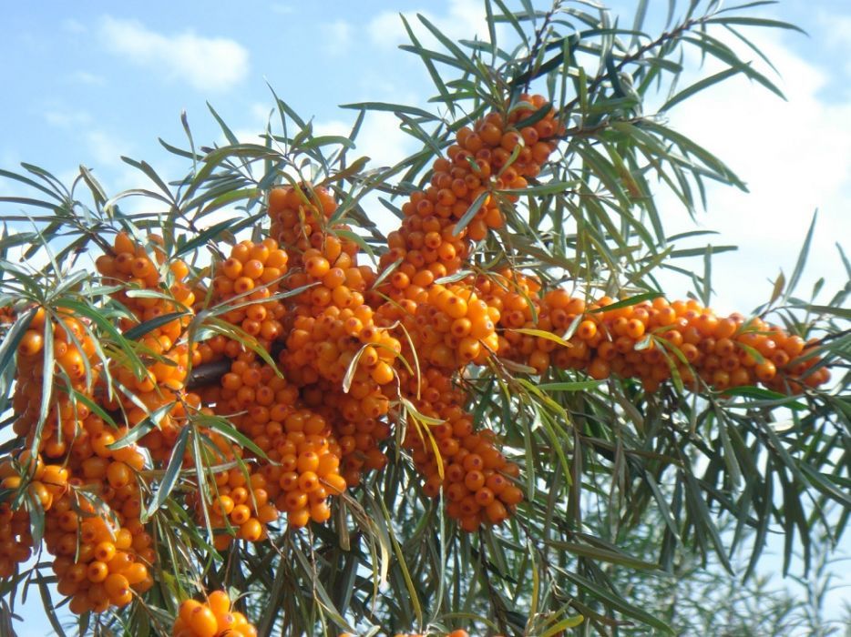 Puiet de catina de cultura