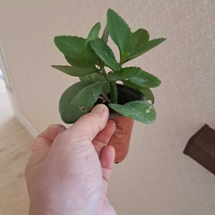 Каланхой цветут как на фото