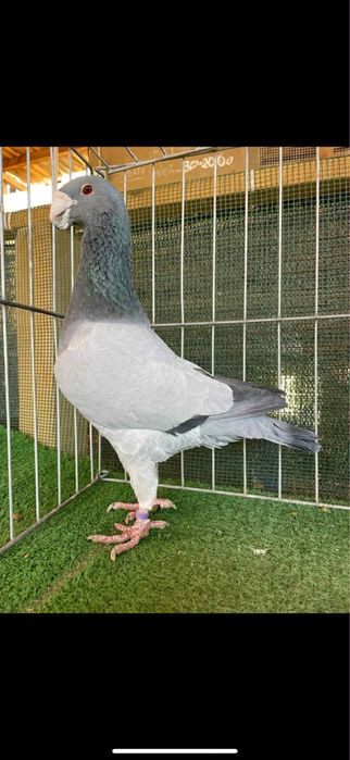 Voiajori germani Barless