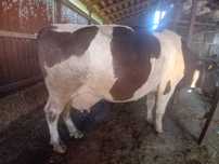 Vand vacad e 650 de kg