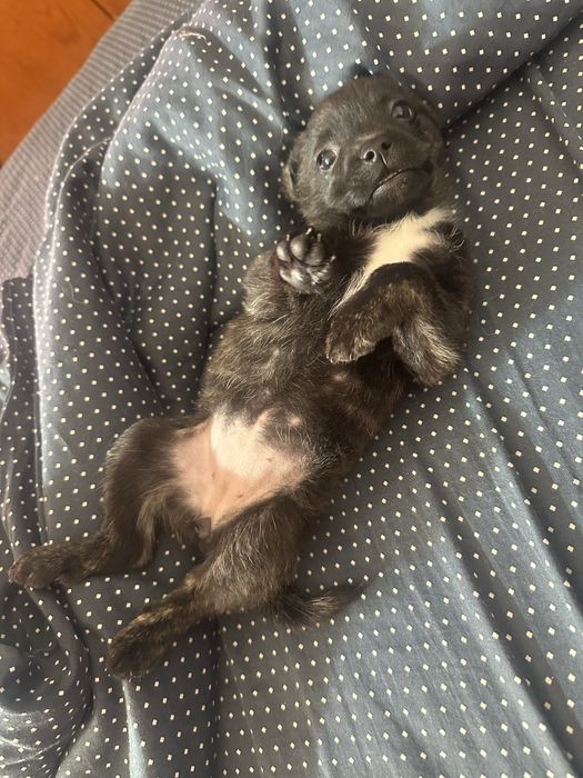 Подарявам кученце