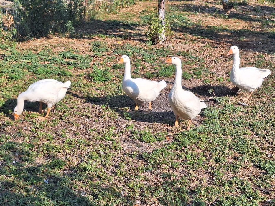 Gìste de vìnzare 4 buc de carne aprx 4 /5 luni