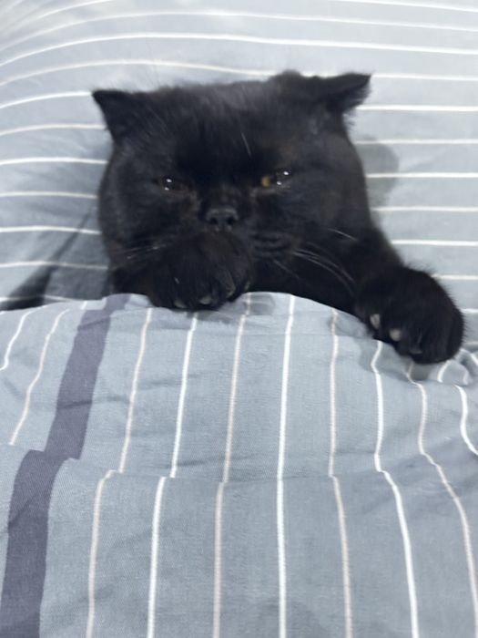 Akkuratniy o’gil bola mushuk ismi sofi