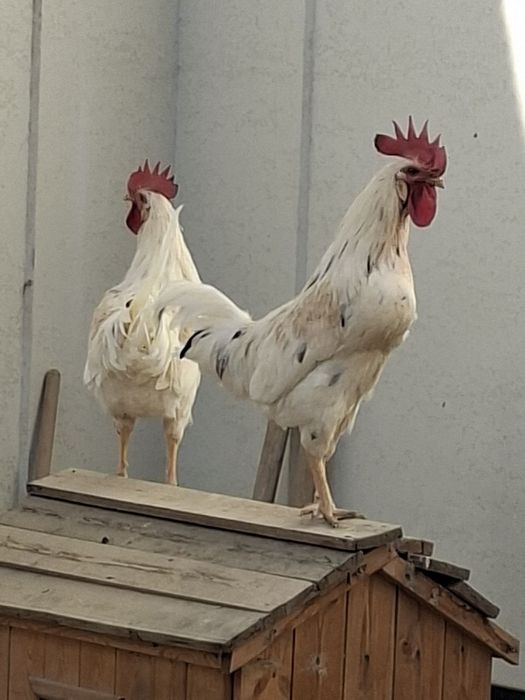 Xorozlar sotiladi  2 dona bor 6 oylik