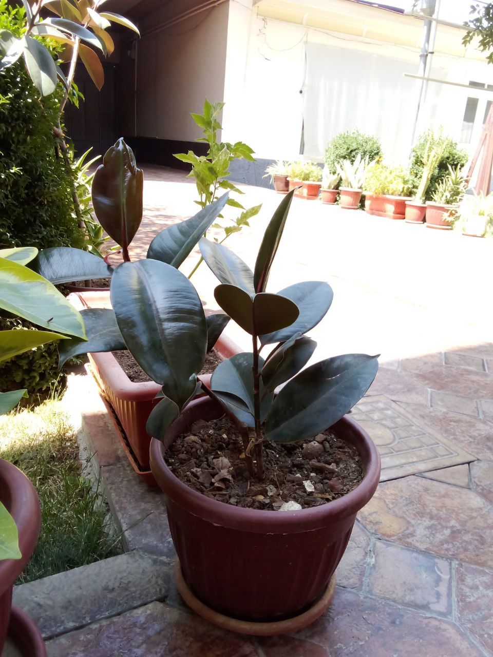 Gullar xonaki gul