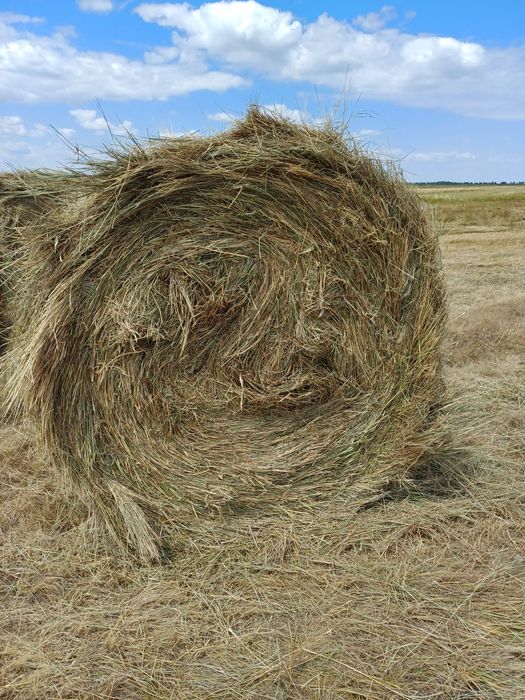 Продам сено в рулонах