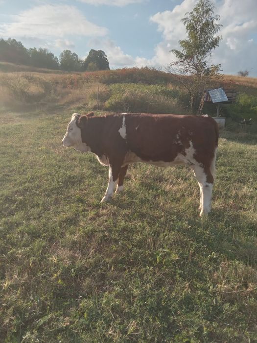Vand vaca cu vitea baltate romanesti