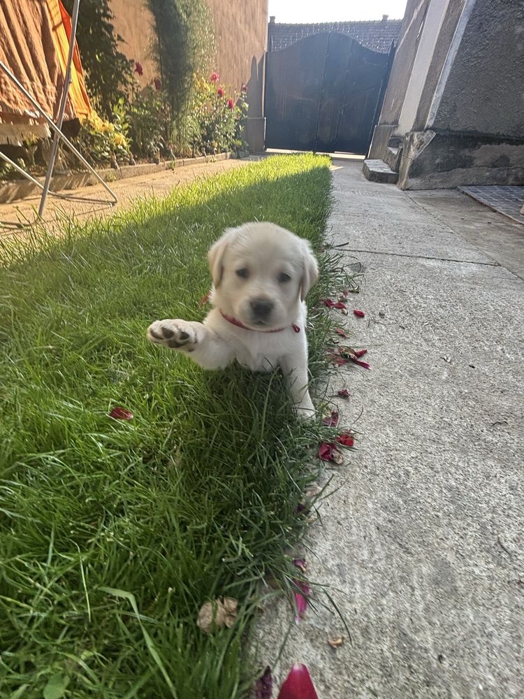 Labrador retriever alb
