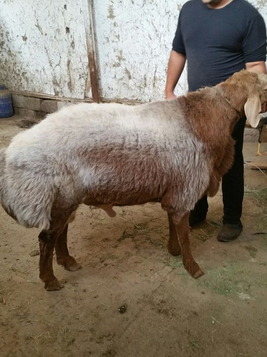 Asallomu allekom Qassob xizmati jivoy vesiga 85.000 mingdan