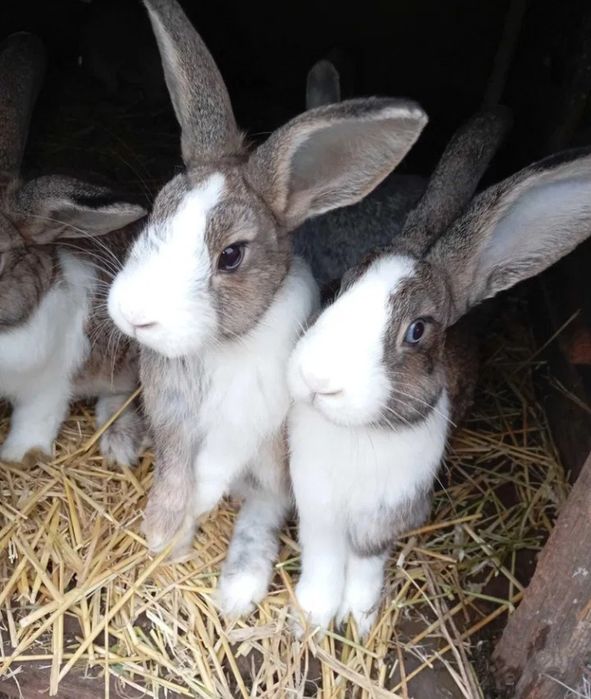 VÂND 6 Iepurași 5 Luni!