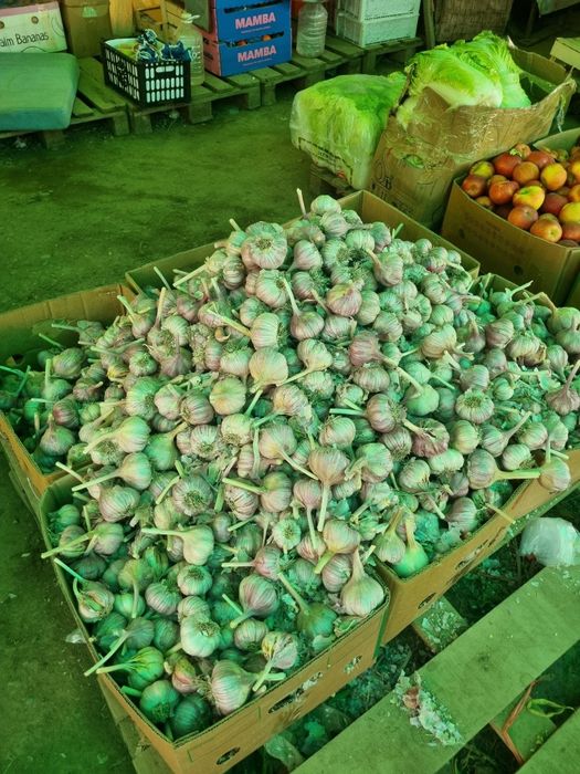 Чеснок местный крупный