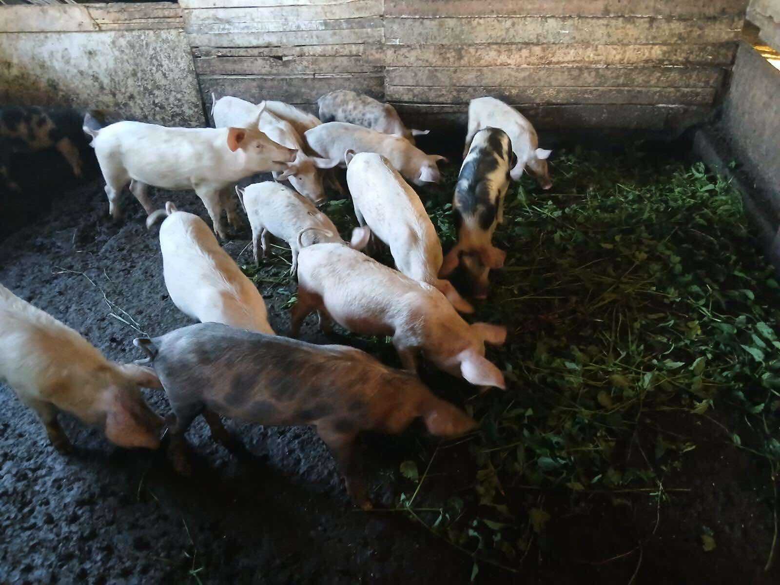 Продавам малки прасета