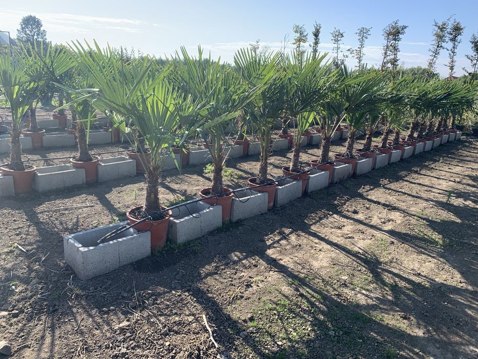 Palmier Tracycarpus Fortunei