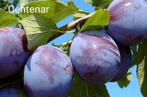 Pruni la oferta pachet de 10 bucati anul 3 coroana formata- 170 lei