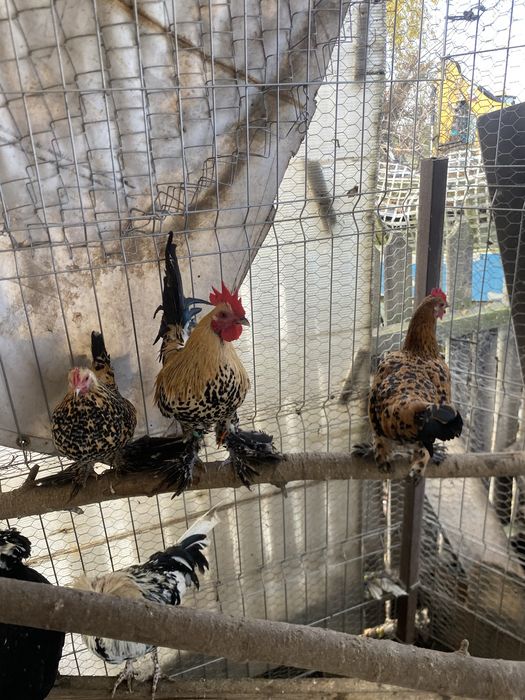 Doua perechi mii de flori